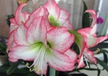 Закрит цвете gippeastrum, възпроизвеждане и грижи в дома, защо не цъфтят Hippeastrum