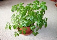 Цвете стая Calathea - грижи, размножаване и пресаждане у дома, сортове, видове и