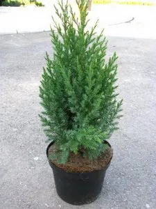 Juniper стая - грижа у дома