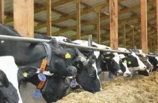 Изхранване на телета до 3 месеца