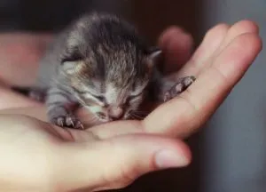 Кога мога да вземете котенце от котки