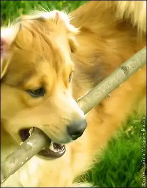 Екип куче апортна