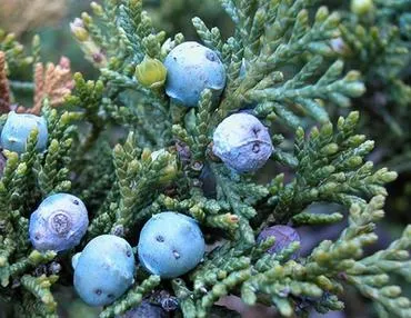 Juniper стая - грижа у дома