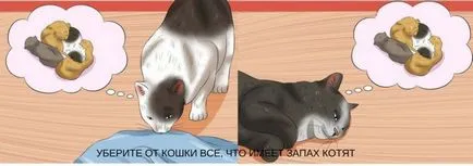 Кога мога да вземете котенце от котки