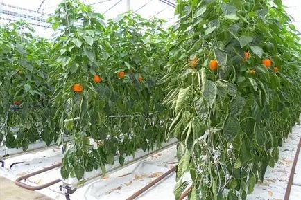 При засаждане чушки в оранжерия разсад всички степени - засаждане и прибиране на реколтата, видео инструкция