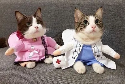 Когато къща две котки