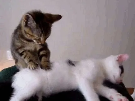 Когато къща две котки