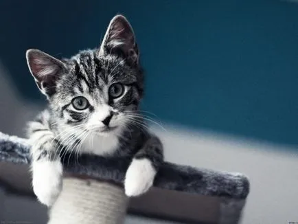 Кога мога да вземете котенце от котки