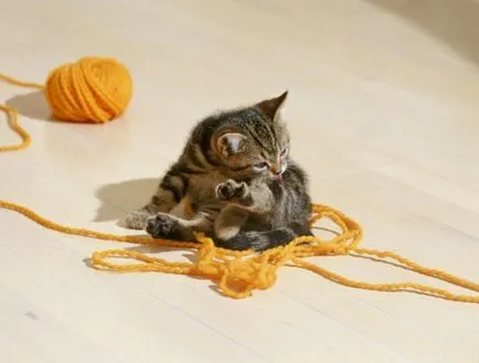 Когато очите на котенца отворен