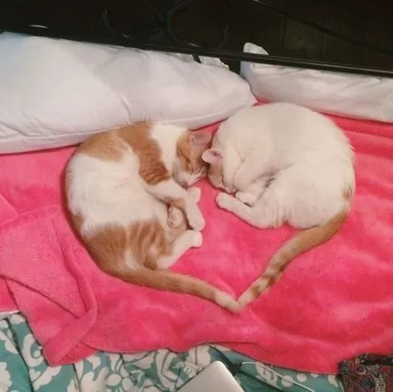 Когато къща две котки