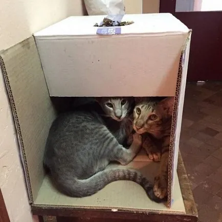 Когато къща две котки