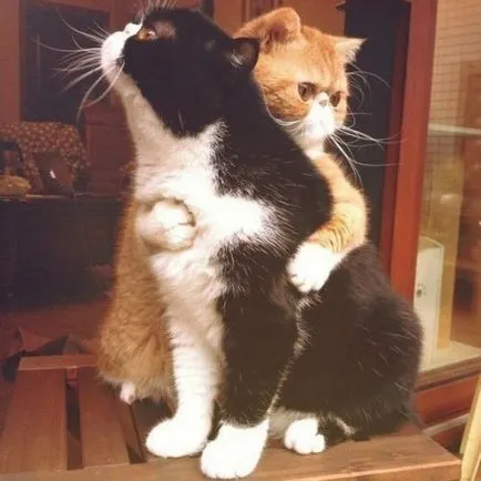 Когато къща две котки