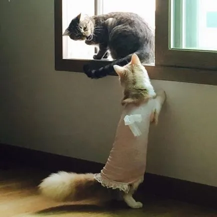 Когато къща две котки