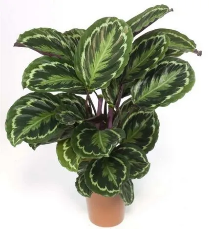 Цвете стая Calathea - грижи, размножаване и пресаждане у дома, сортове, видове и