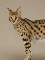 Cat Safari 1