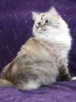 Cat Safari 1