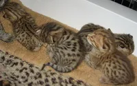 сафари котка