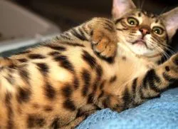 Cat Safari 1