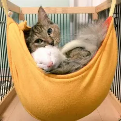 Котка и пор - catstock