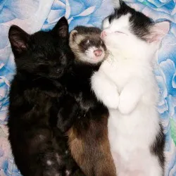 Котка и пор - catstock