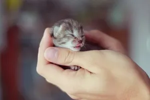 Котката е отказал да се хранят котенца