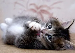 котенца котки блъскат какво да прави с бебета (котенца) котенца котки блъскат какво да правят с децата