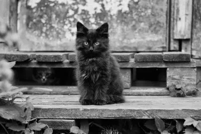 Котка на прага на знака на вратата (знак) Котка на прага на знака на вратата