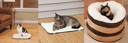котенца котки блъскат какво да правят с децата (котка) котенца котки блъскат какво да правят с децата
