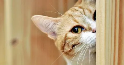 Котката дойде да подпише къщата