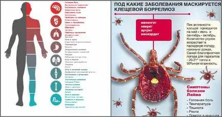 Insidious опасност от акари, които Ви очакват (отбележете опасност) Коварен акари опасности, които дебнат за вас