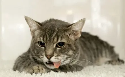 Cat повръща след хранене на хаотичен храна възможните причини и лечение
