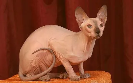 Котка сфинкс история, особено грижа