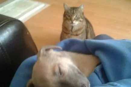 Котките се чувстват лоши хора