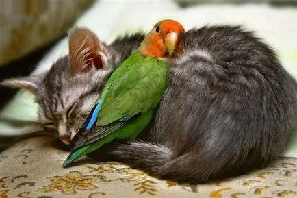 Котки и други животни