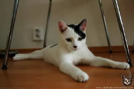 Cat команда в интернет, статията 