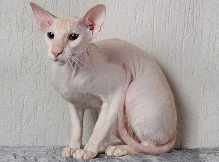 Котка, която не избледнява