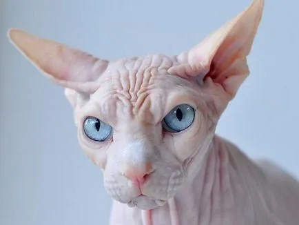 Котка сфинкс история, особено грижа