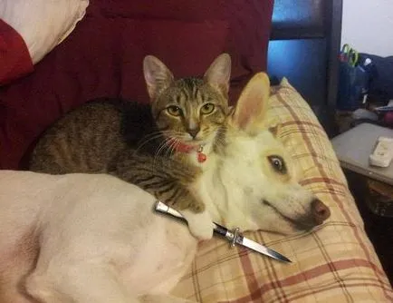 Котките се чувстват лоши хора