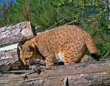 Cat сафари - всичко за хибриден рок сафари (едри породи) сафари котка - всички хибрид рок сафари