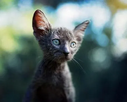 CAT-превключватели - описание на нова порода, снимки
