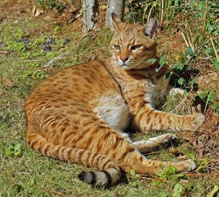 Cat сафари - всичко за хибридна порода Safari (Safari) сафари котка - всички хибрид рок сафари