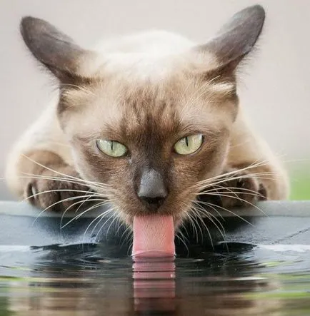 Cat повръща след хранене на хаотичен храна възможните причини и лечение