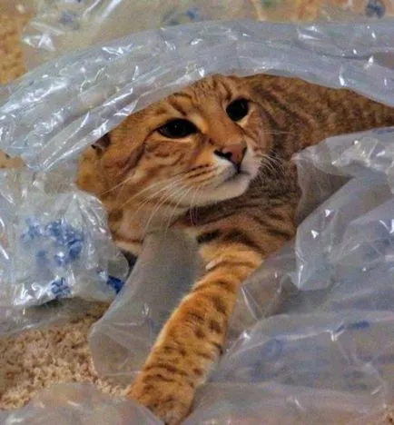 Cat сафари - всичко за хибриден рок Safari (къси коси породи) сафари котка - всички хибрид рок сафари