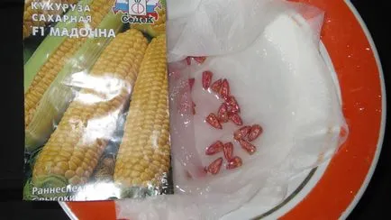 Царевица, всичко за израстването в страната
