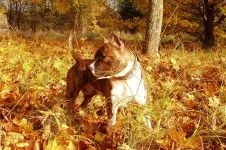 лай на куче mp3 чуете лай ръмжене вой кученце изтеглите онлайн безплатно глас лай ръмжене вой