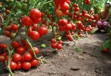 Повечето джуджета сортове домати за открито поле най-добрите домати реколта, избор на по-рано и