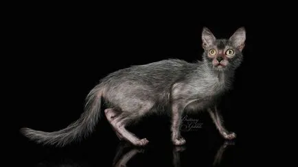 Лика (lykoi) - котки, върколаци
