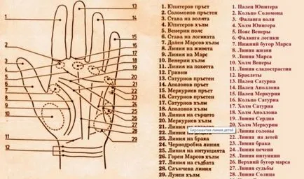 Line деца на ръка със снимки и разбивка за житейски истории на жените (деца) Line деца на ръка със снимки и разбивка за житейски истории на жените