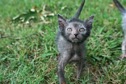 Лика (lykoi) - котки, върколаци