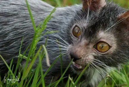 Лика (lykoi) - котки, върколаци